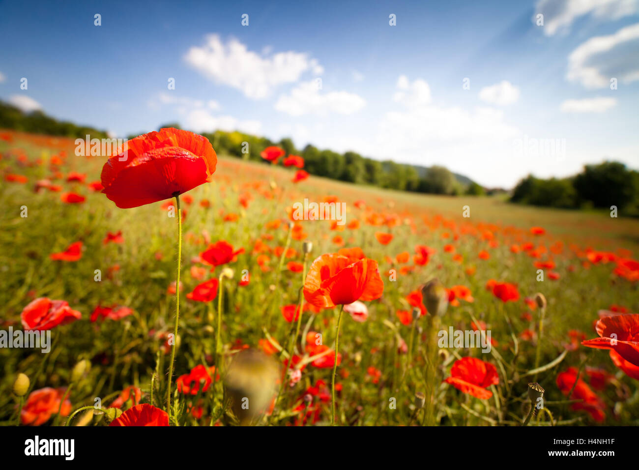 Opium Poppy Field High Resolution Stock Photography and Images - Alamy