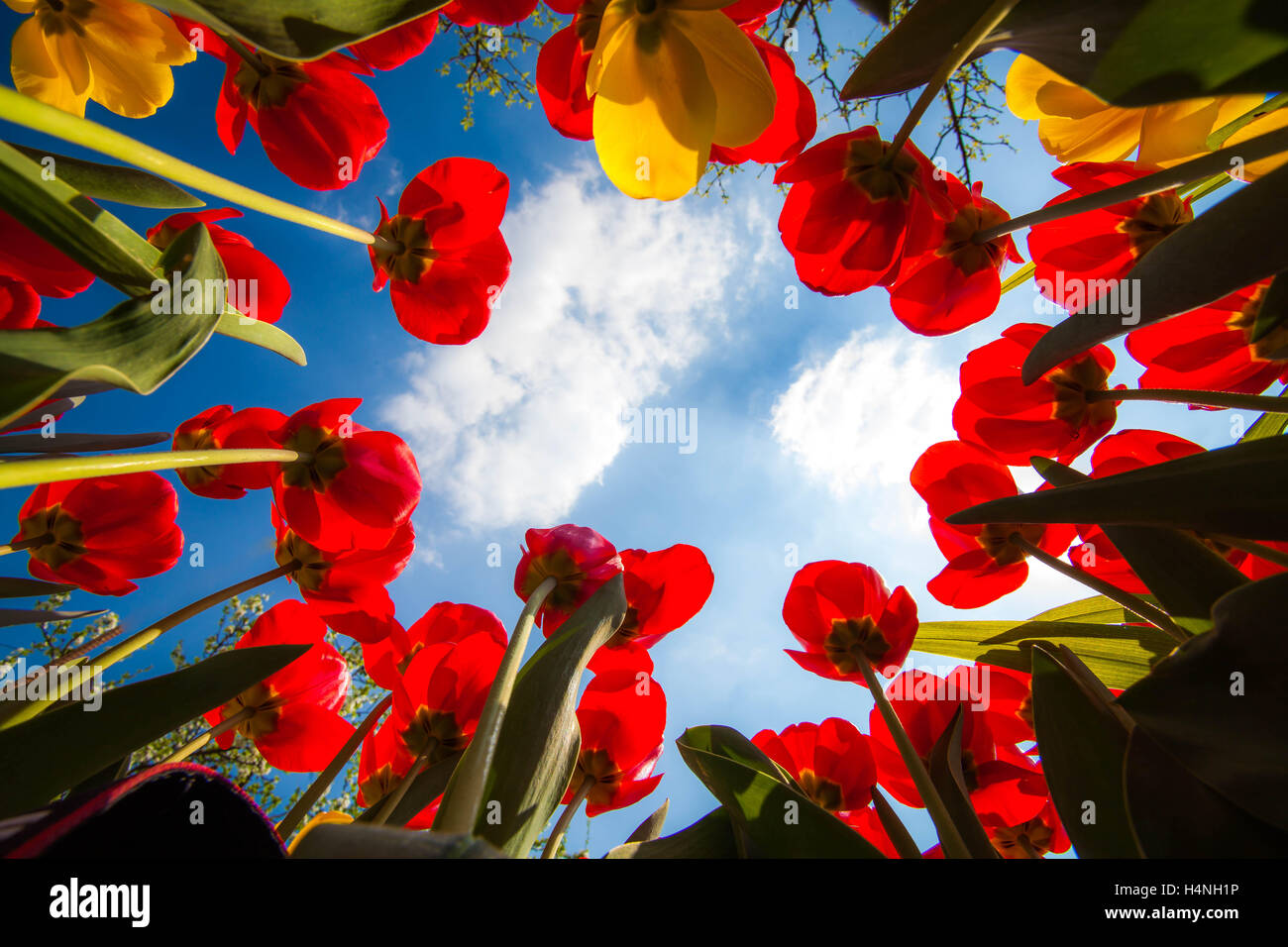 Poppy wallpaper from the garden Stock Photo - Alamy