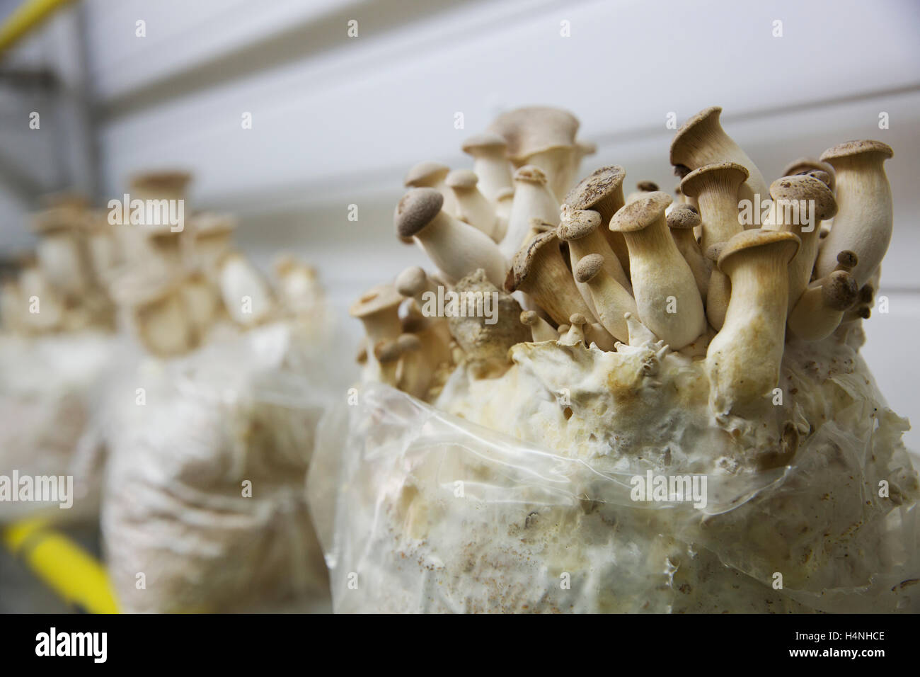 Close up of a bag of white mushrooms. Stock Photo
