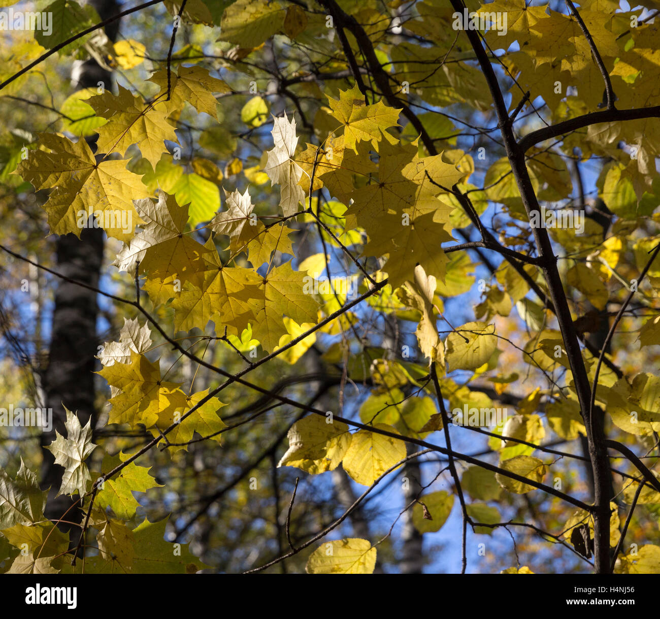 Big autumn oak against the blue sky Stock Photo - Alamy