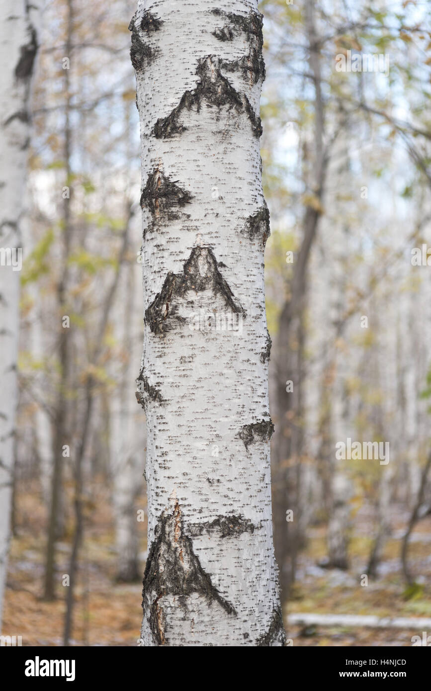 Golden green birch tree hi-res stock photography and images - Alamy