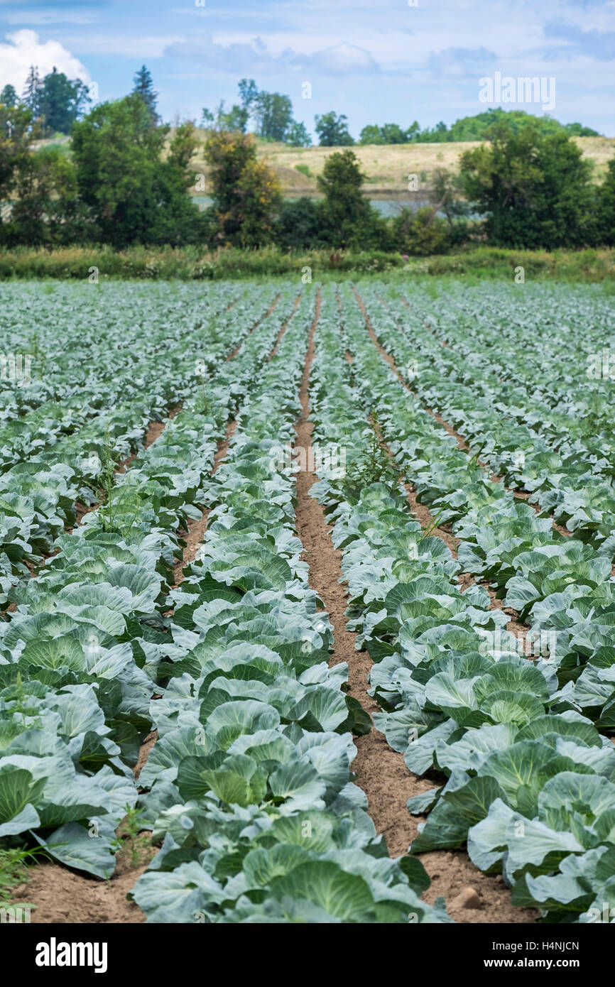 Cabbage planted in rows stretch into the distance. Stock Photo