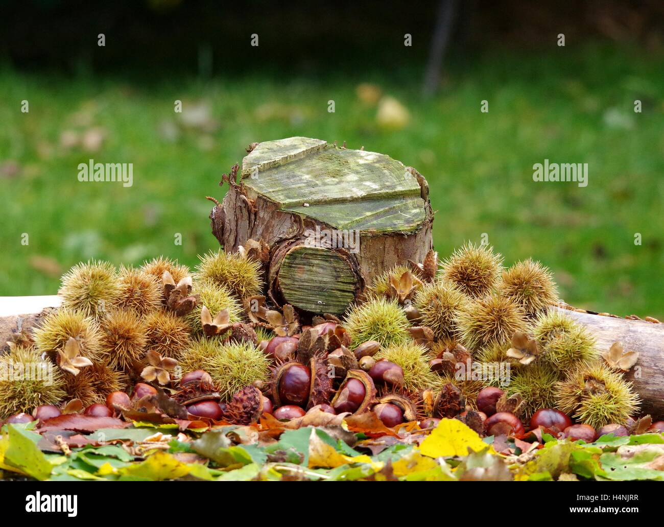 Autumn leafs and conkers laid out in a autumn display fto show the great colors of the season Stock Photo