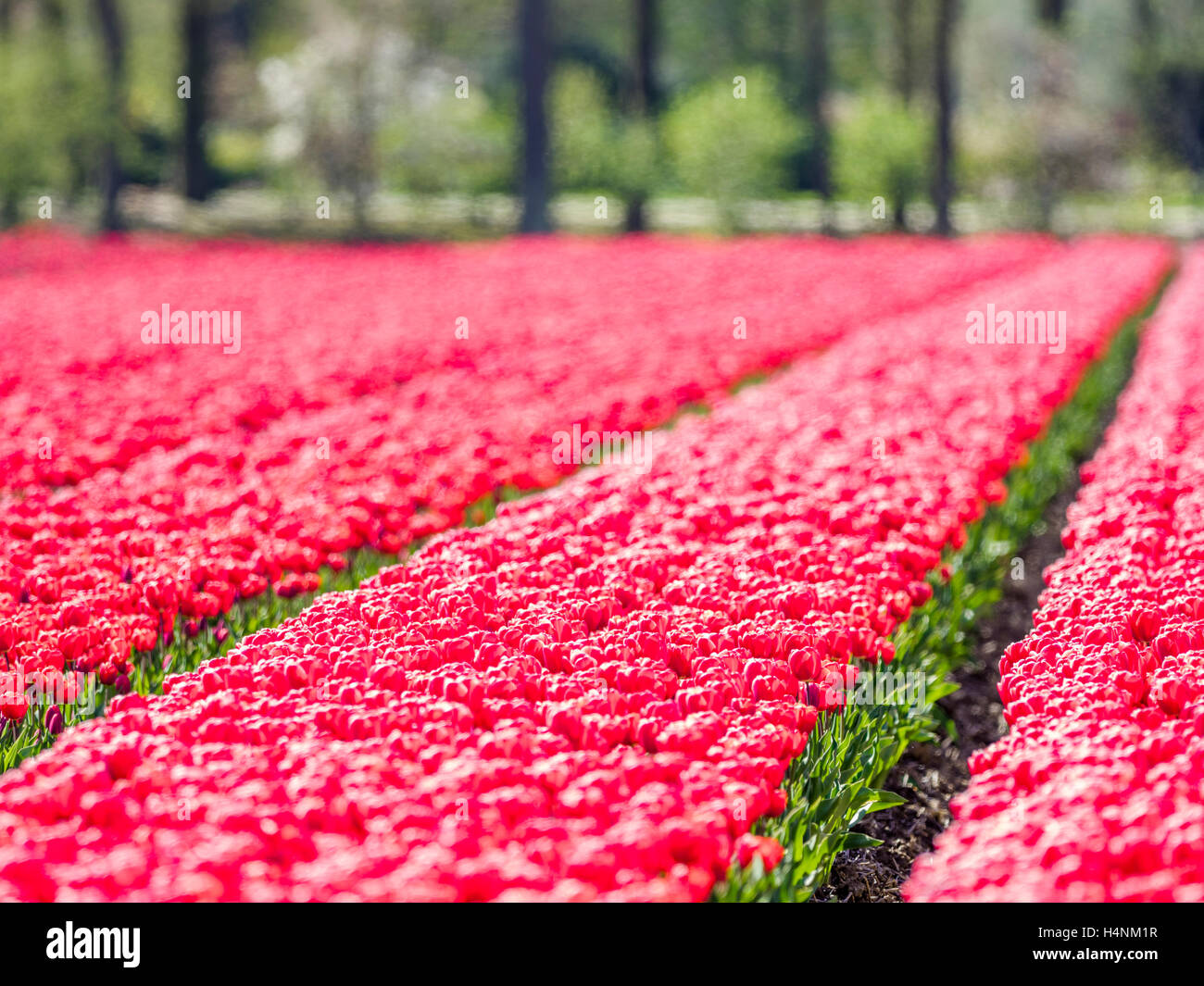 Tulip fields in the Netherlands Stock Photo - Alamy