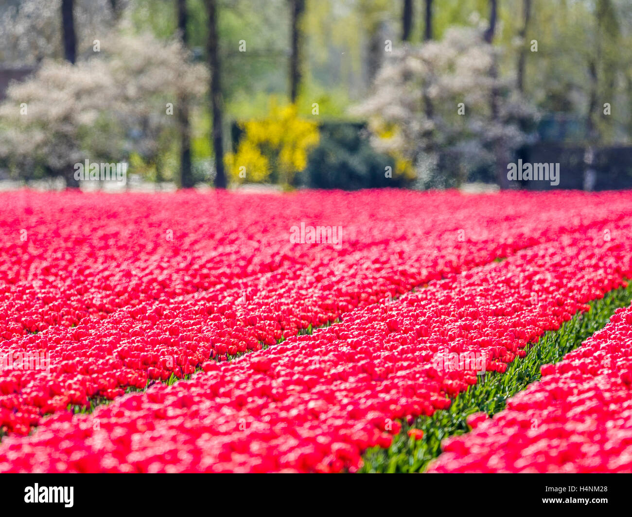Tulip fields in the Netherlands Stock Photo - Alamy