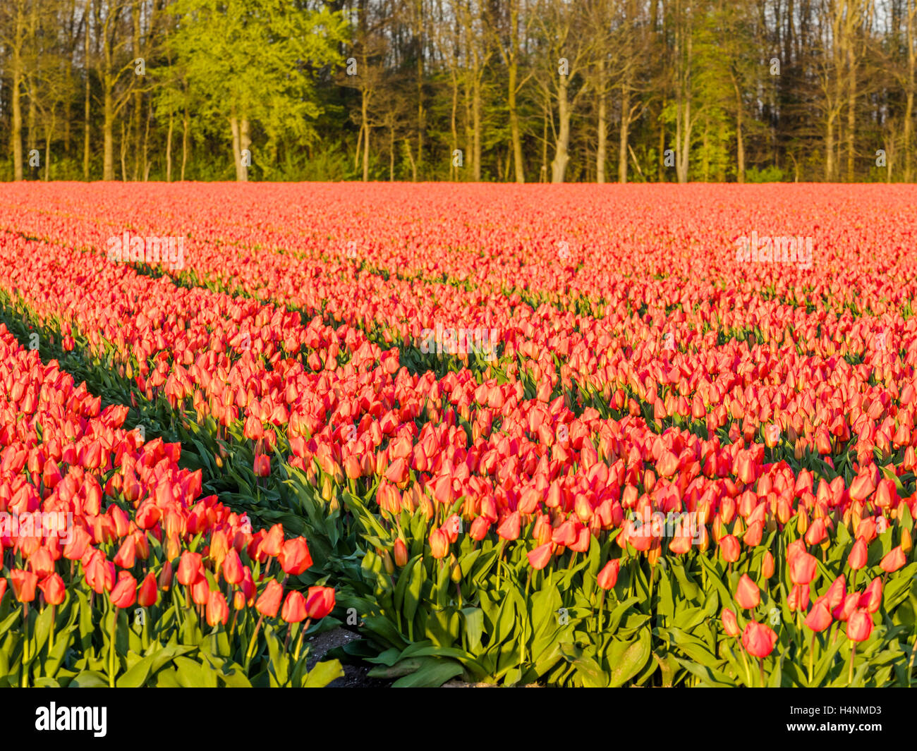 Tulip fields in the Netherlands Stock Photo - Alamy