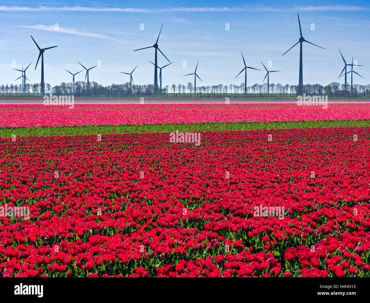 Tulip fields in the Netherlands Stock Photo - Alamy