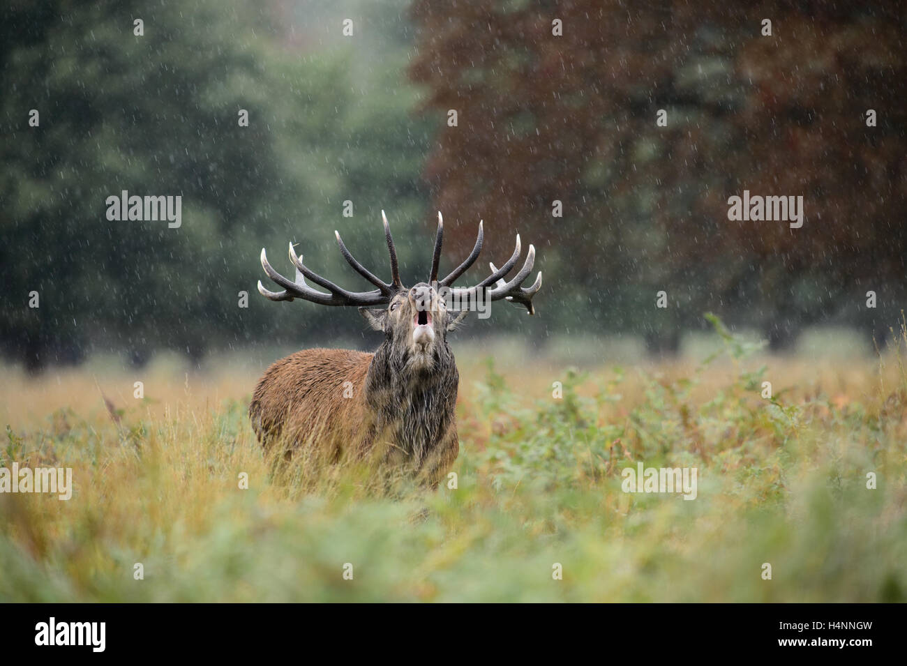 Calling red deer stag in the rain during the rutting season. Richmond Park, London, UK Stock Photo