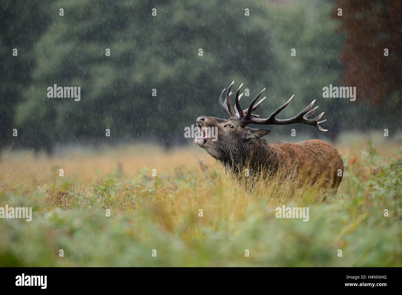 Calling red deer stag in the rain during the rutting season. Richmond Park, London, UK Stock Photo