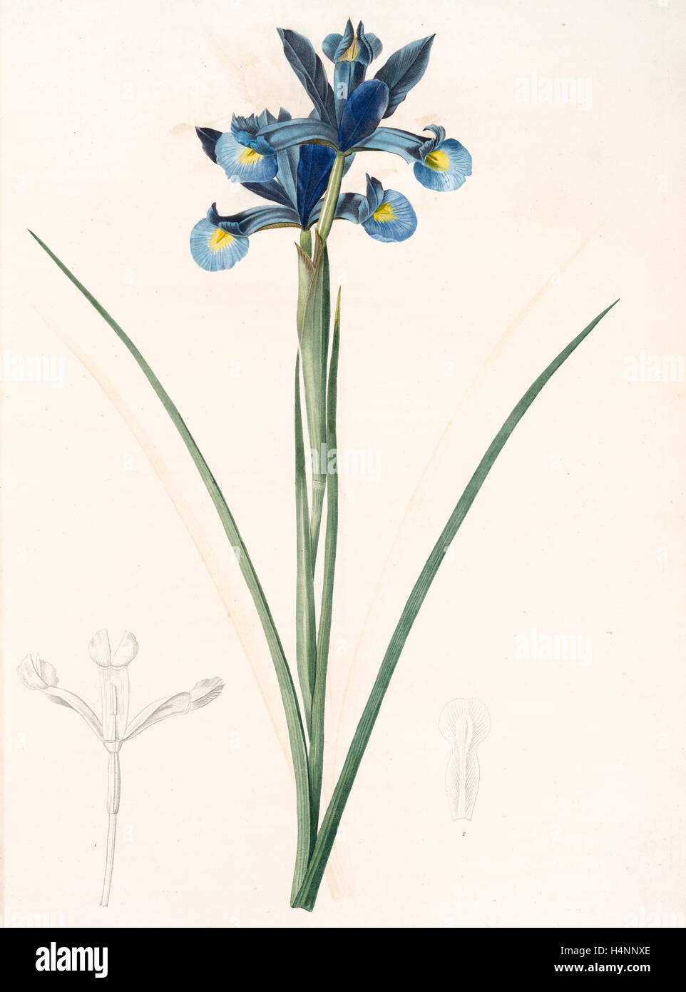 Iris Xiphium, Iris xiphium; Iris xiphium; Spanish Iris, Bulbous Iris