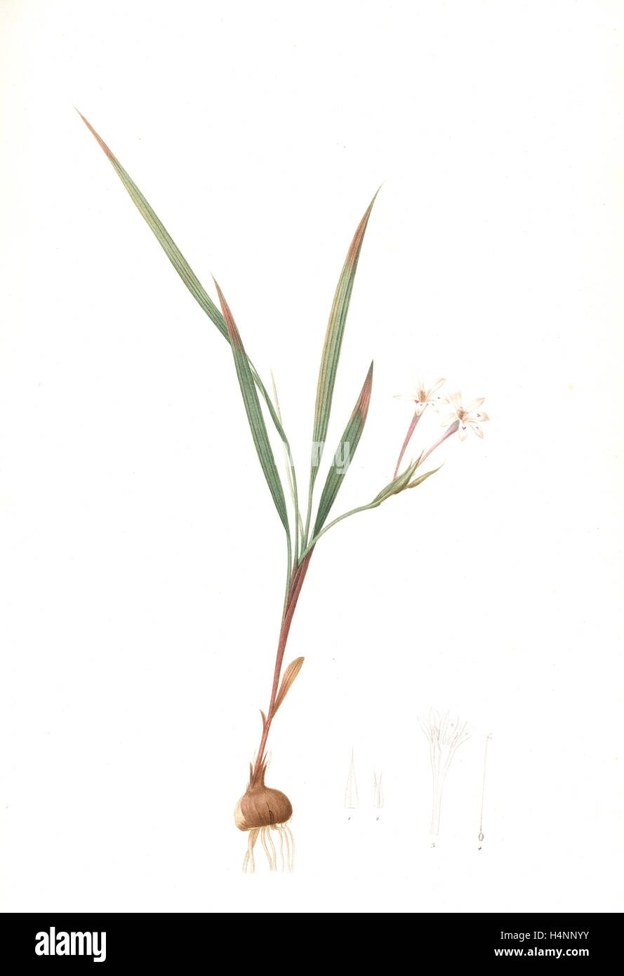 Gladiolus inclinatus, Babiana tubiflora; Glaïeul incliné, Long-tubed Babiana, Redouté, Pierre Joseph, 1759-1840, les liliacees Stock Photo