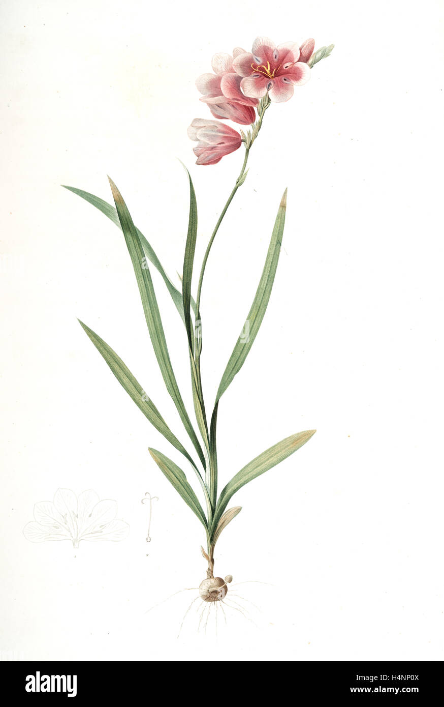 Ixia hyalina, Tritonia hyalina; Ixia demi-transparente; Tritonia, Redouté, Pierre Joseph, 1759-1840, les liliacees, 1802 - 1816 Stock Photo