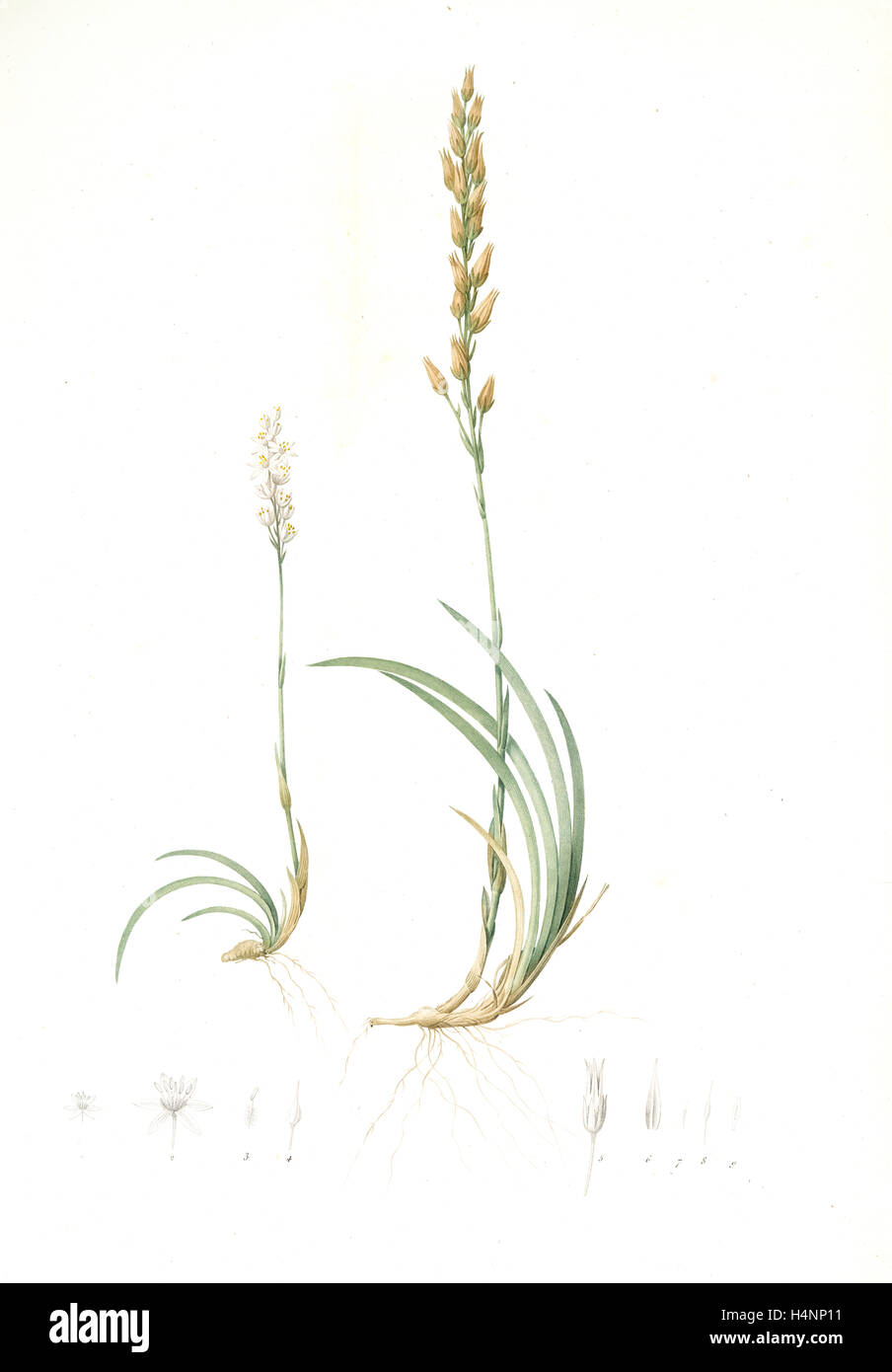 Abama ossifraga, Narthecium ossifragum; Abama des marais; Bog-Ashpodel, Redouté, Pierre Joseph, 1759-1840, les liliacees Stock Photo