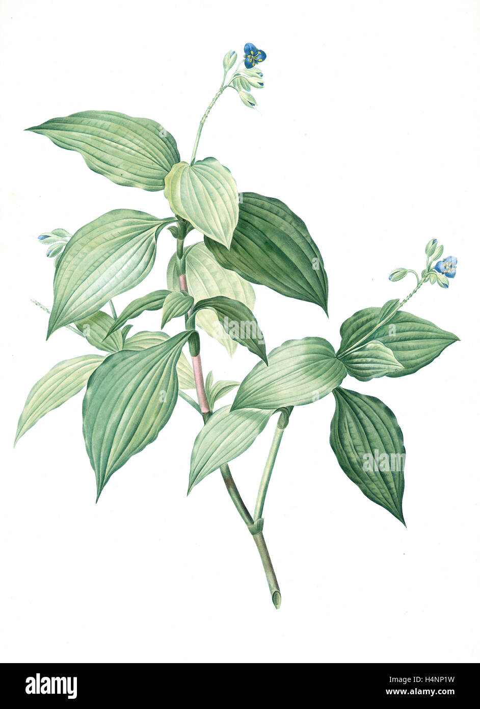 Tradescantia erecta, Tinantia fugax; Ephémère droite, Redouté, Pierre Joseph, 1759-1840, les liliacees, 1802 - 1816 Stock Photo