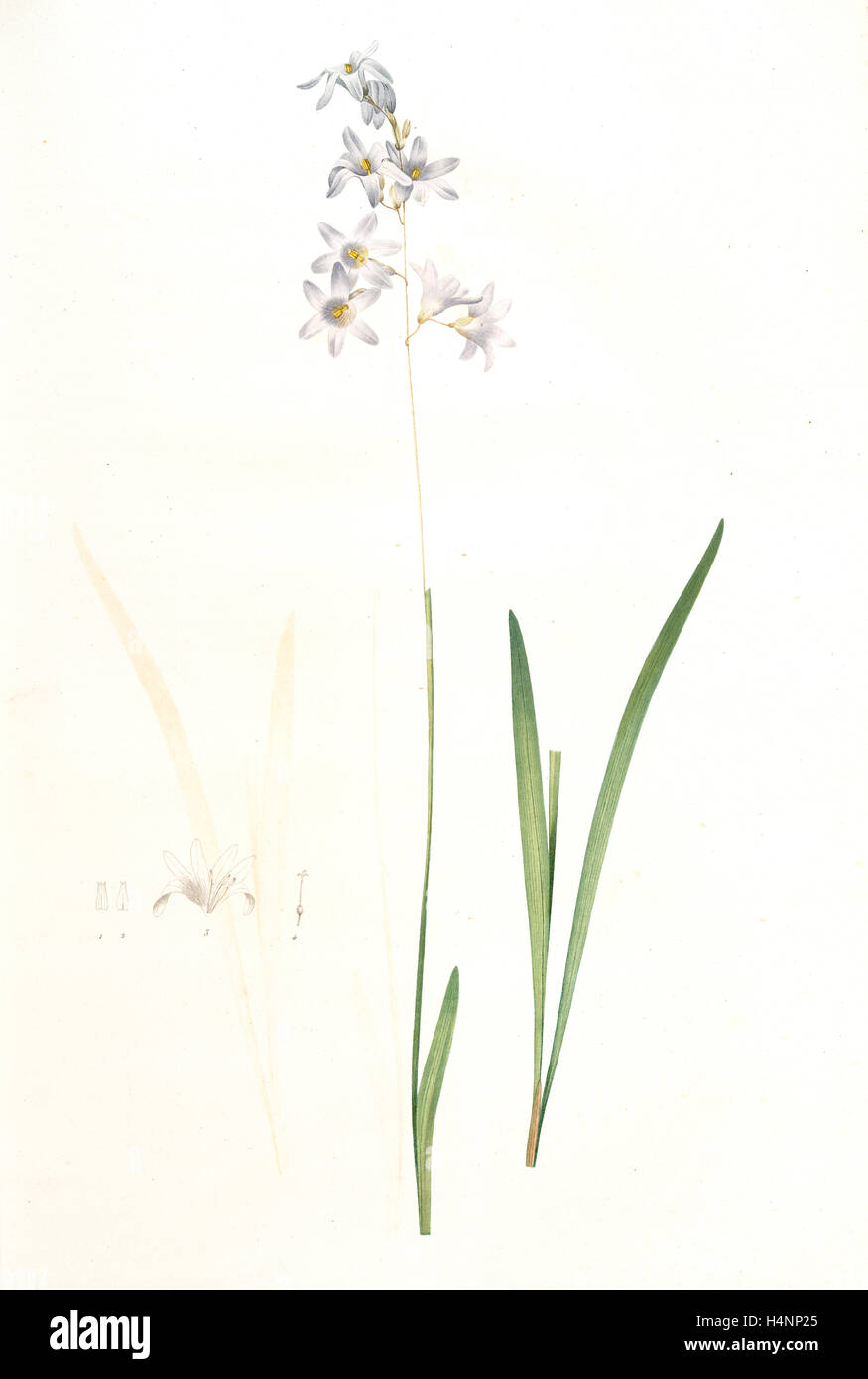 Ixia rapunculoides, Ixia scariosa; Ixia à fleurs de raiponce, Redouté, Pierre Joseph, 1759-1840, les liliacees, 1802 - 1816 Stock Photo