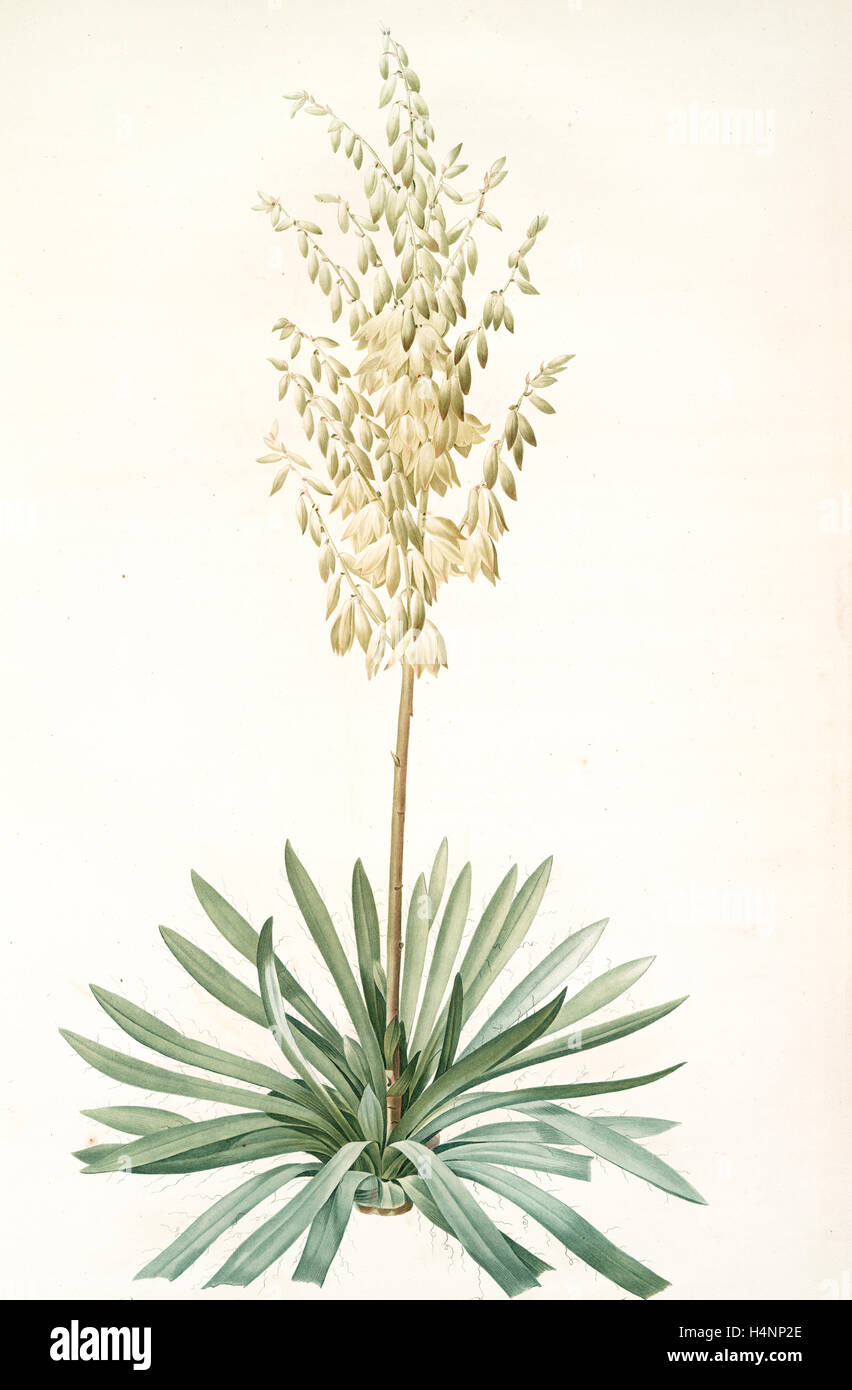 Yucca filamentosa, Yucca a filaments; Adams-needle (enlarged)., Redouté, Pierre Joseph, 1759-1840, les liliacees, 1802 - 1816 Stock Photo