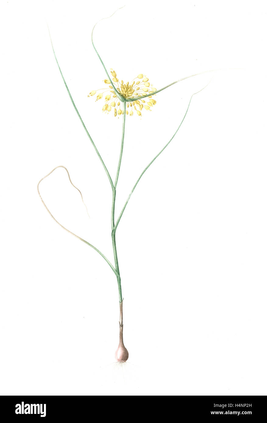 Allium flavum, Ail jaune; Yellow Allium, Redouté, Pierre Joseph, 1759-1840, les liliacees, 1802 - 1816 Stock Photo