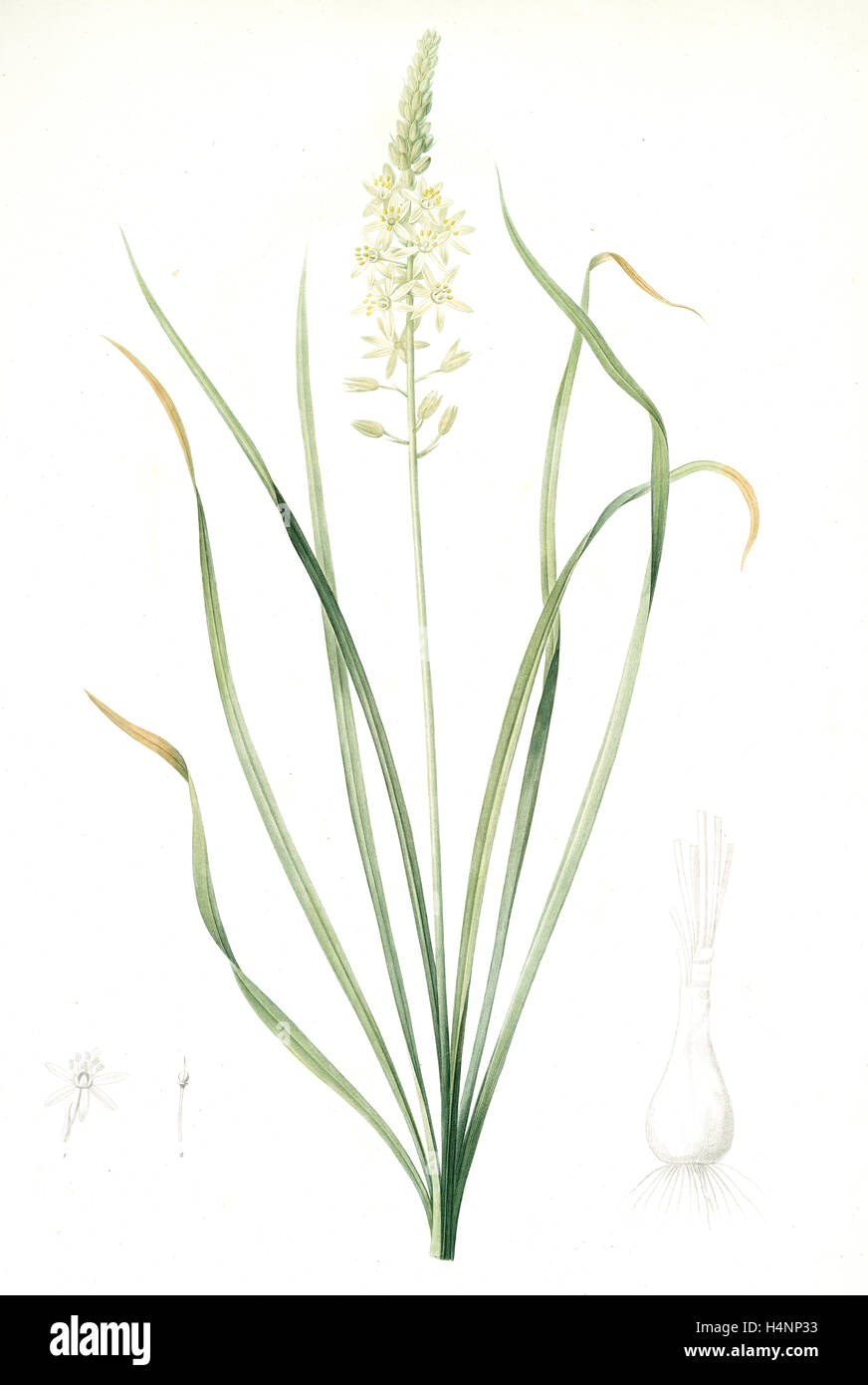 Ornithogalum pyrenaicum, Ornithogale ds Pyrénées, Pyrenees Star of Bethlehem; Bath asparagus, Redouté, Pierre Joseph, 1759-1840 Stock Photo