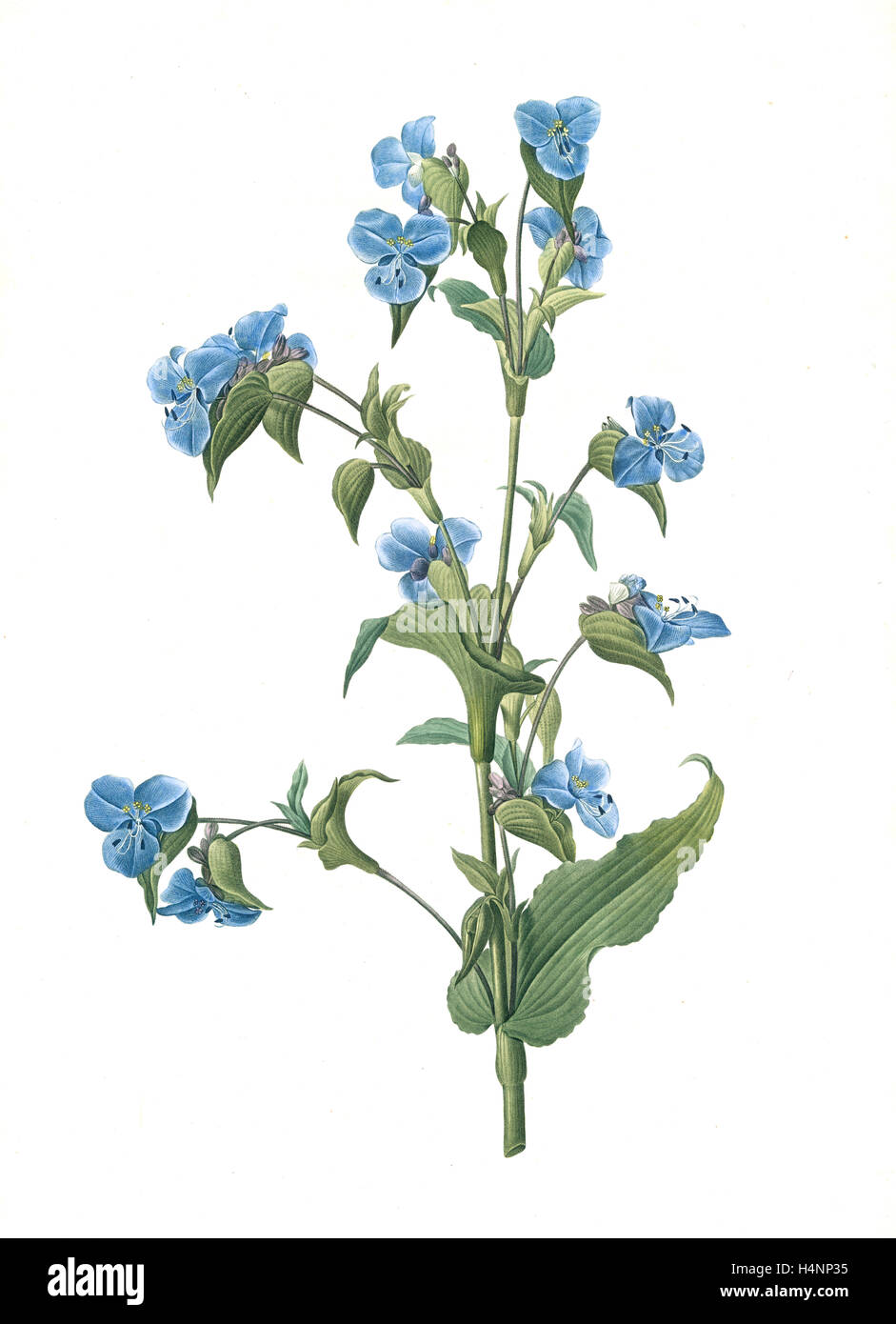 Commelina tuberosa, Commelina coelestis Comméline tubérose; Day-flower, Redouté, Pierre Joseph, 1759-1840, les liliacees Stock Photo
