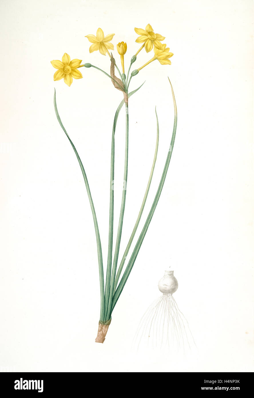 Narcissus jonquilla, Narcissus Jonquilla; Narcisse jonquille; Jonquil, Redouté, Pierre Joseph, 1759-1840, les liliacees Stock Photo