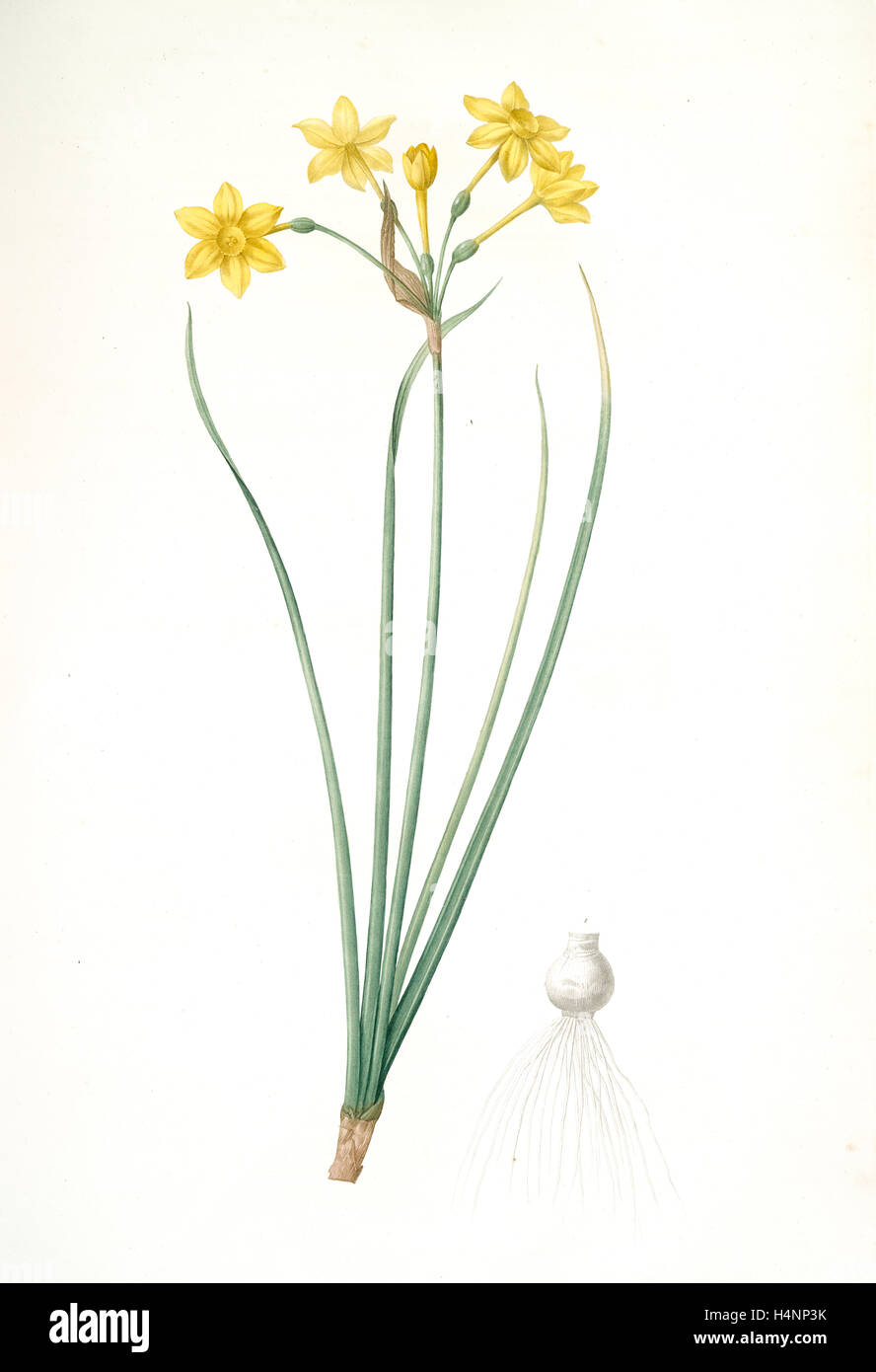 Narcissus Jonquilla Narcissus Jonquilla Narcisse Jonquille Jonquil Redoute Pierre Joseph 1759 1840 Les Liliacees Stock Photo Alamy