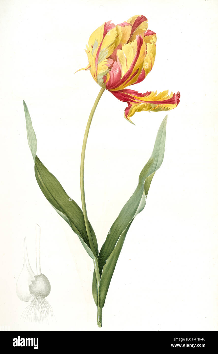 Tulipa Gesneriana var. Dracontia, Tulip des jardins var. le dragon; Parrot Tulip, Redouté, Pierre Joseph, 1759-1840 Stock Photo