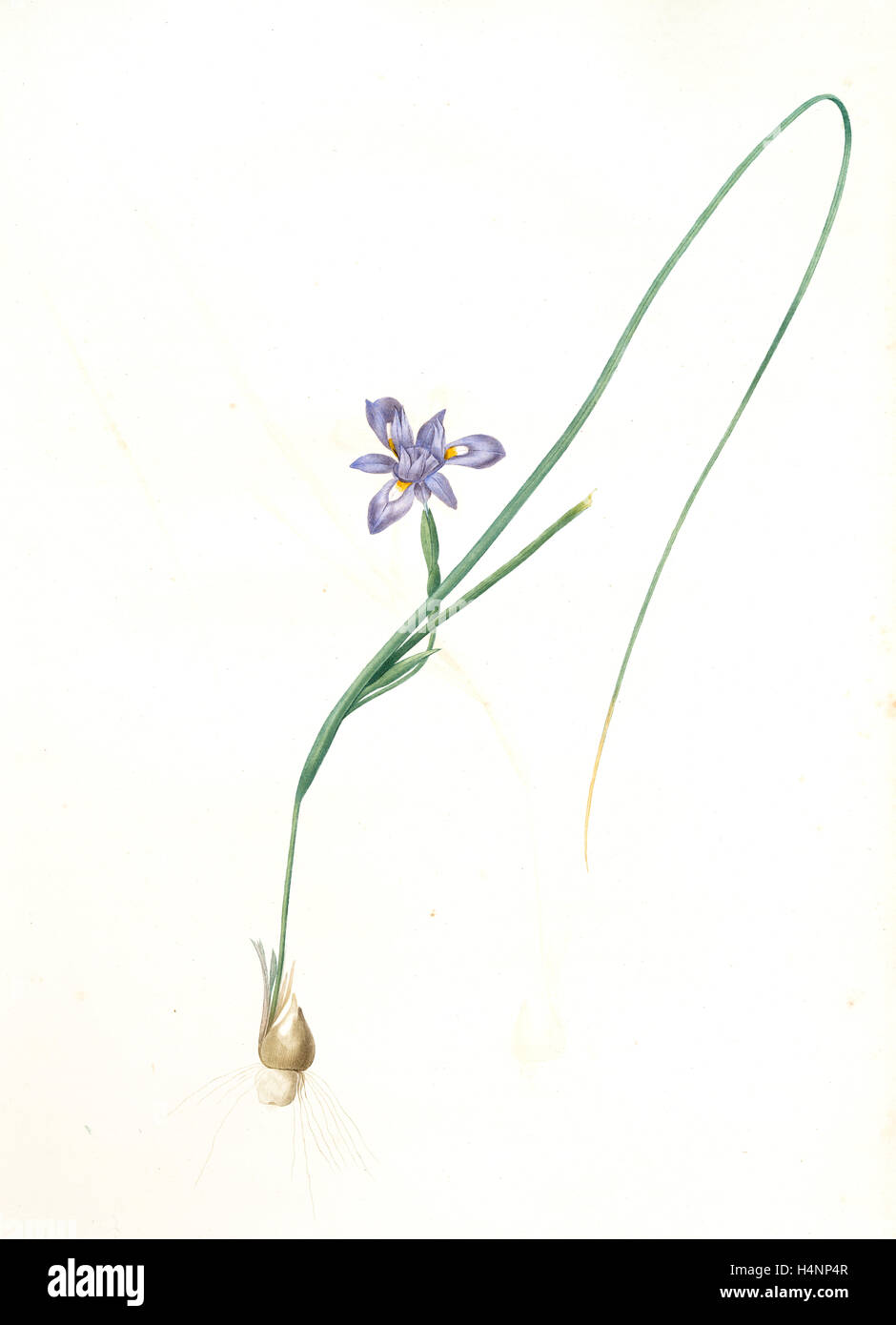 Iris Sisyrinchium, Iris double-bulbe à fleurs violet pâle, Spanish nut, Redouté, Pierre Joseph, 1759-1840, les liliacees Stock Photo