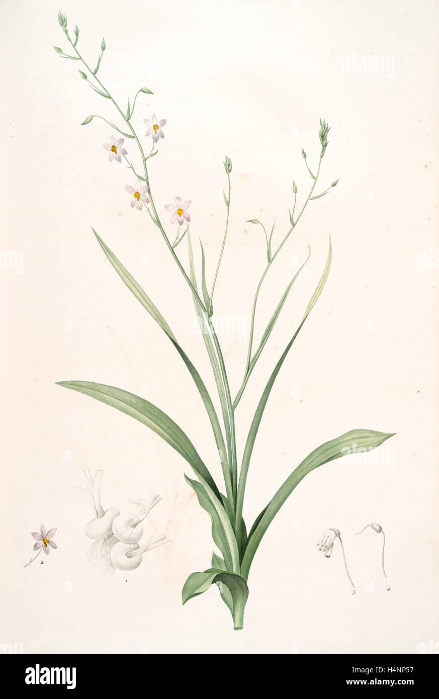 Cyanella capensis, Cyanelle du Cap, Lady's hand, Redouté, Pierre Joseph, 1759-1840, les liliacees, 1802 - 1816 Stock Photo