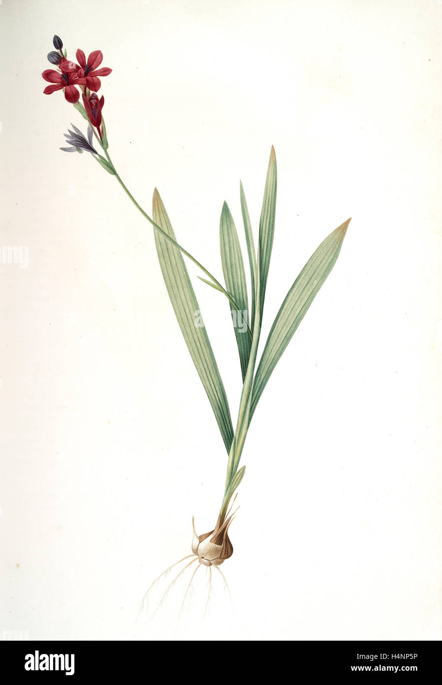 Gladiolus mucronatus, Babiana stricta; Glaïeul à petites pointes, Redouté, Pierre Joseph, 1759-1840, les liliacees, 1802 - 1816 Stock Photo