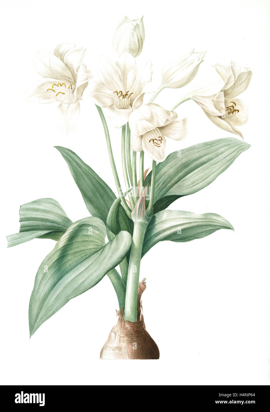 Crinum giganteum, Crinum gèant; Giant Spider Lily, Redouté, Pierre Joseph, 1759-1840, les liliacees, 1802 - 1816 Stock Photo