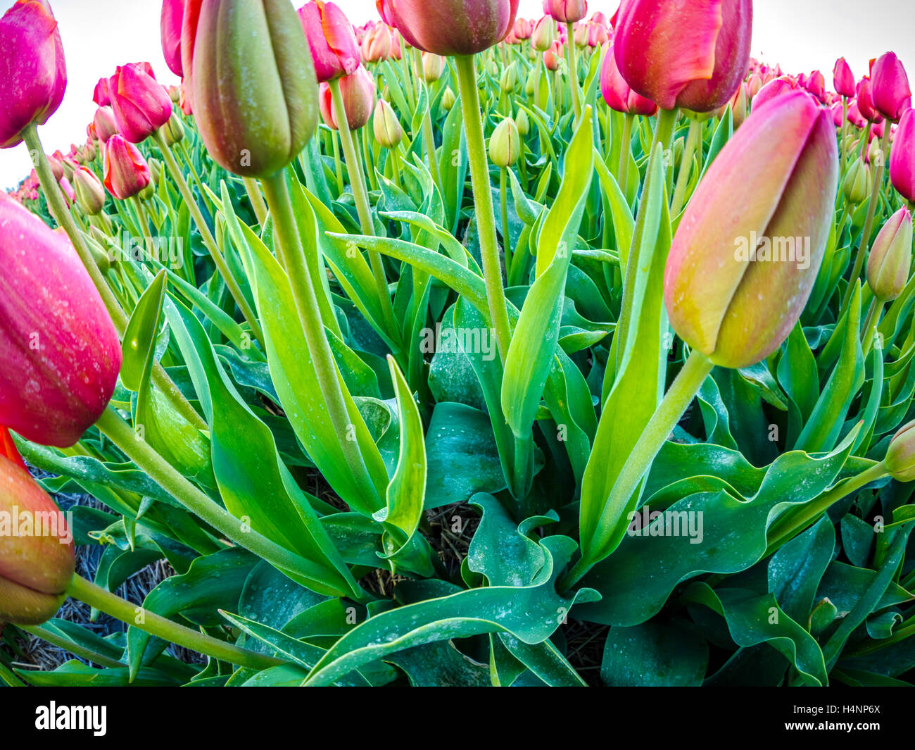 Tulip fields, Netherlands Stock Photo