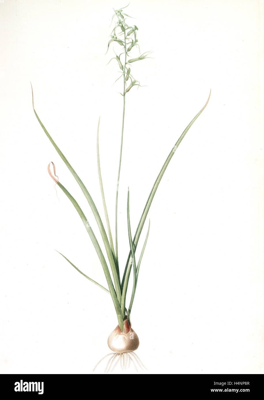 Hyacinthus viridis, Dipcadi sp.; Jacinthe verde, Redouté, Pierre Joseph, 1759-1840, les liliacees, 1802 - 1816 Stock Photo