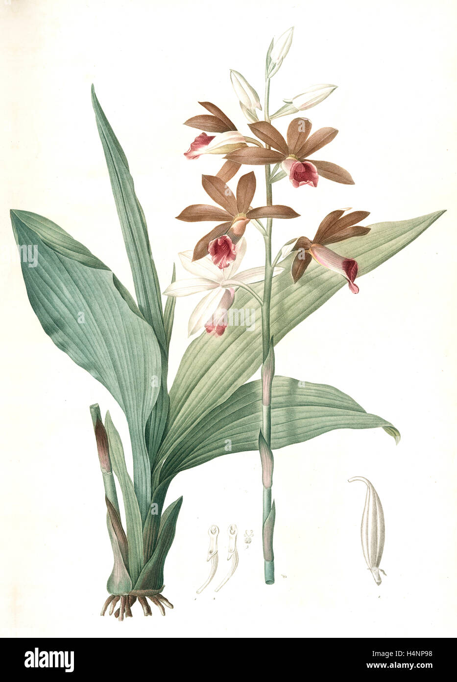 Limodorum tankerwillae, Phaius grandifolius; Limodore de Tankerwill, Swamp Lily; Nun Orchid; Swamp Orchid, Redouté Stock Photo