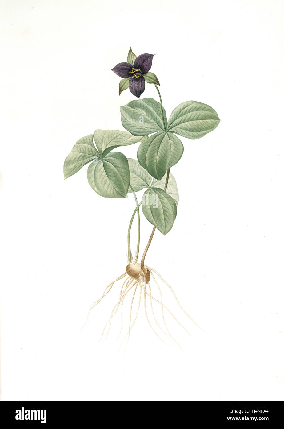Trillium rhomboideum, Trillium erectum; Trillium rhomboidal, Upright Trillium, Redouté, Pierre Joseph, 1759-1840, les liliacees Stock Photo