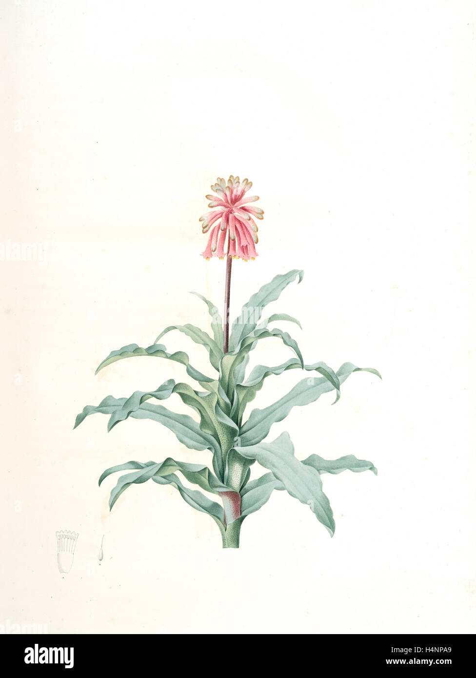 Veltheimia glauca, Veltheimie glauque, Redouté, Pierre Joseph, 1759-1840, les liliacees, 1802 - 1816 Stock Photo