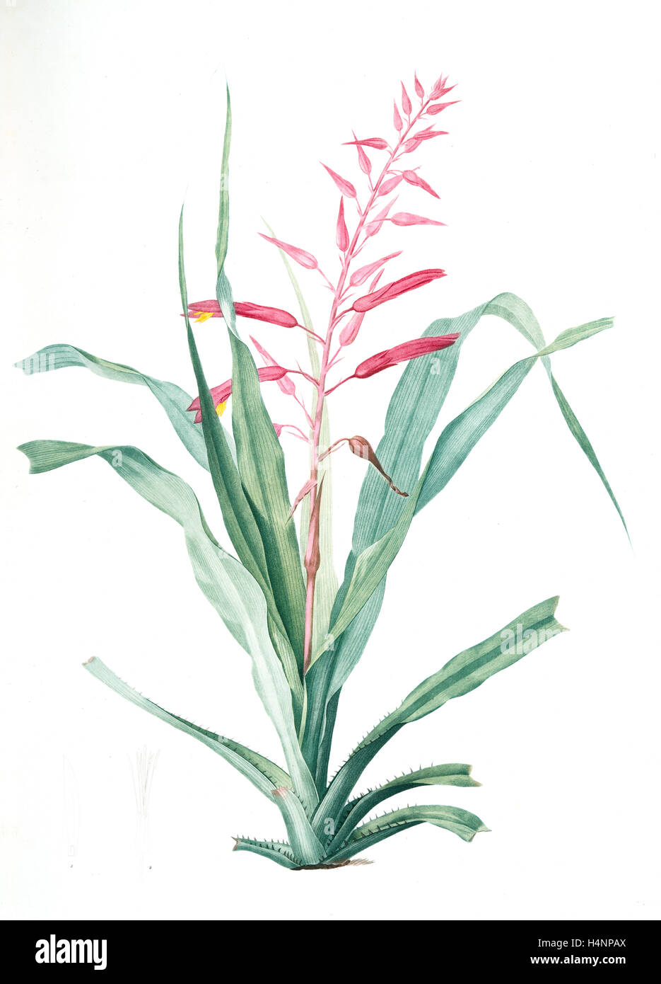 Pitcairnia bromeliaefolia, Pitcairnia faux-ananas, Scarlet colored pitcairnia, Redouté, Pierre Joseph, 1759-1840, les liliacees Stock Photo