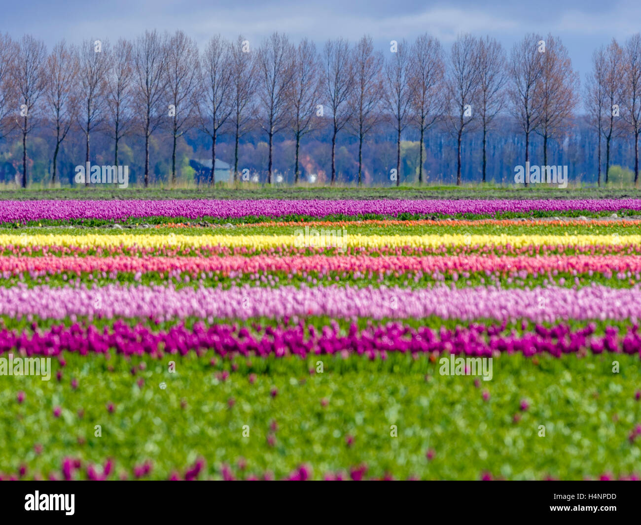 Tulip fields in the Netherlands Stock Photo - Alamy