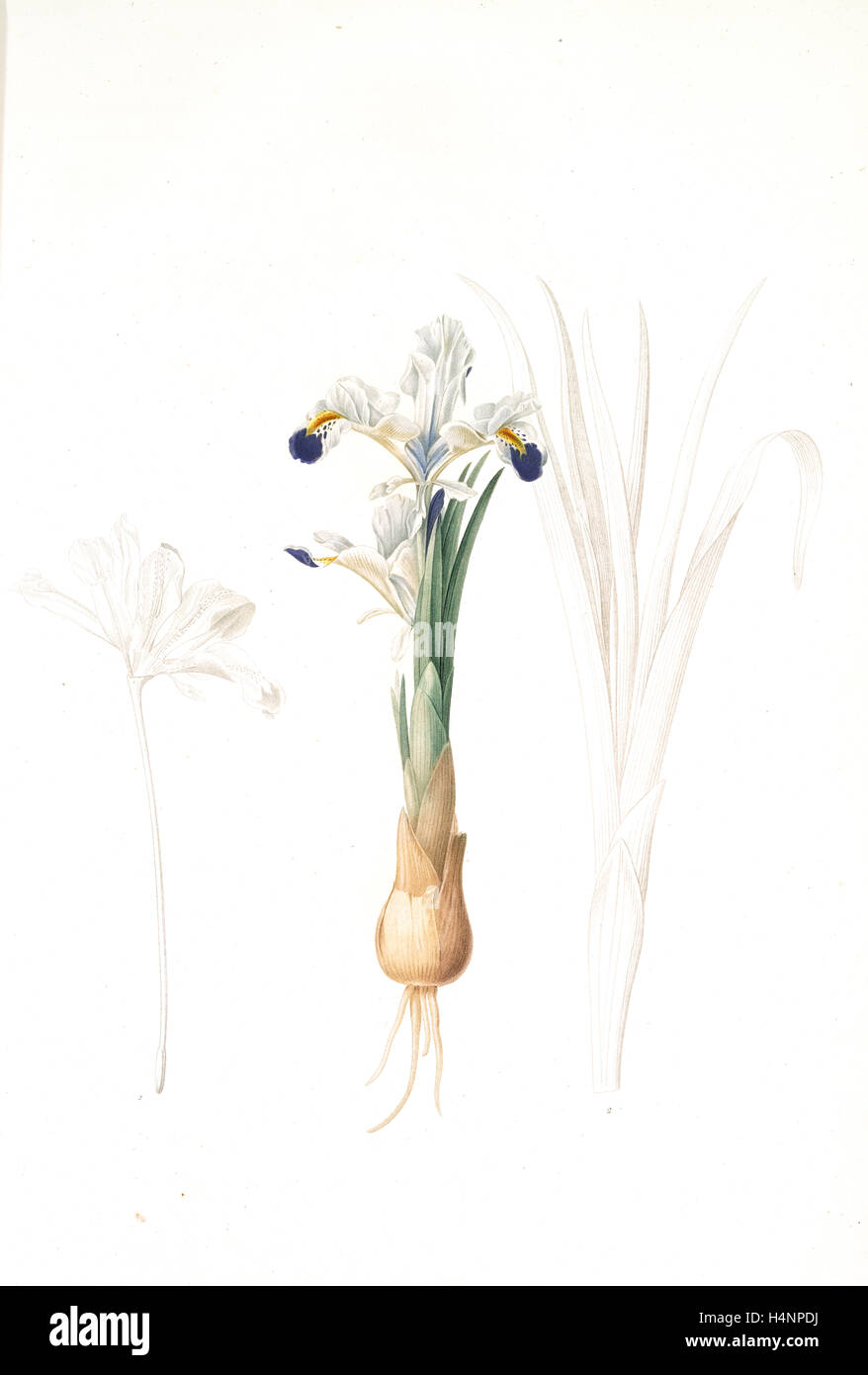 Iris de perse hires stock photography and images Alamy