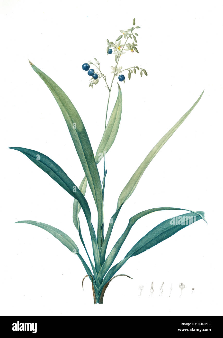 Dianella ensifolia, Dianella nemorosa; Flax Lily; Dianelle en Glaive