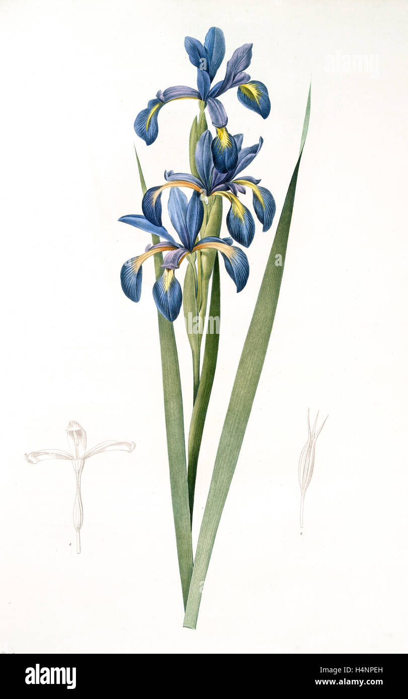 Iris spuria; Iris batarde, Redouté, Pierre Joseph, 1759-1840, les liliacees, 1802 - 1816 Stock Photo
