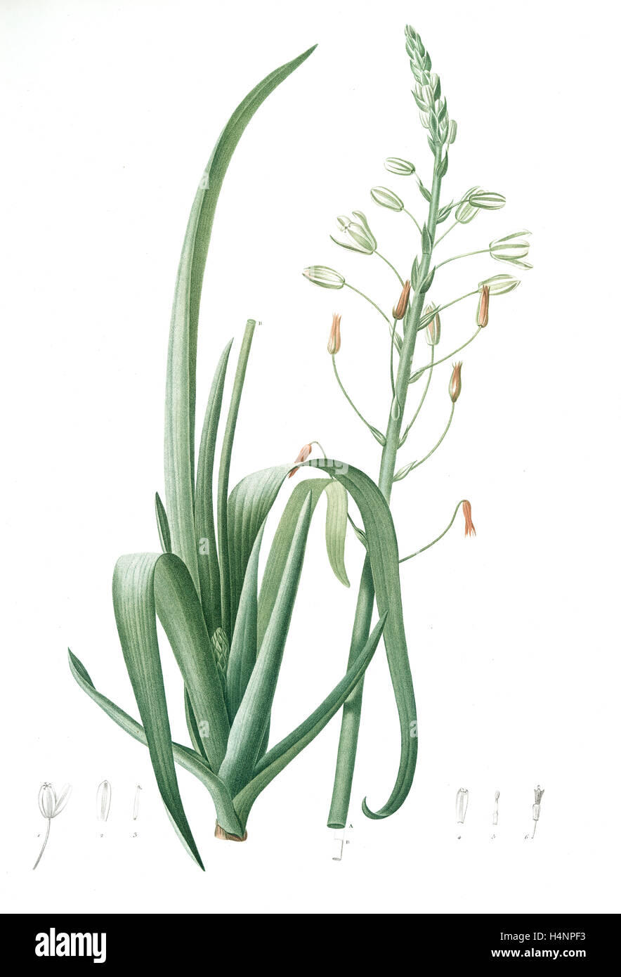 Albuca cornuta, Albuca altissima; Albuca cornue; Cape Asphodel, Albuca maxima, Redouté, Pierre Joseph, 1759-1840, les liliacees Stock Photo