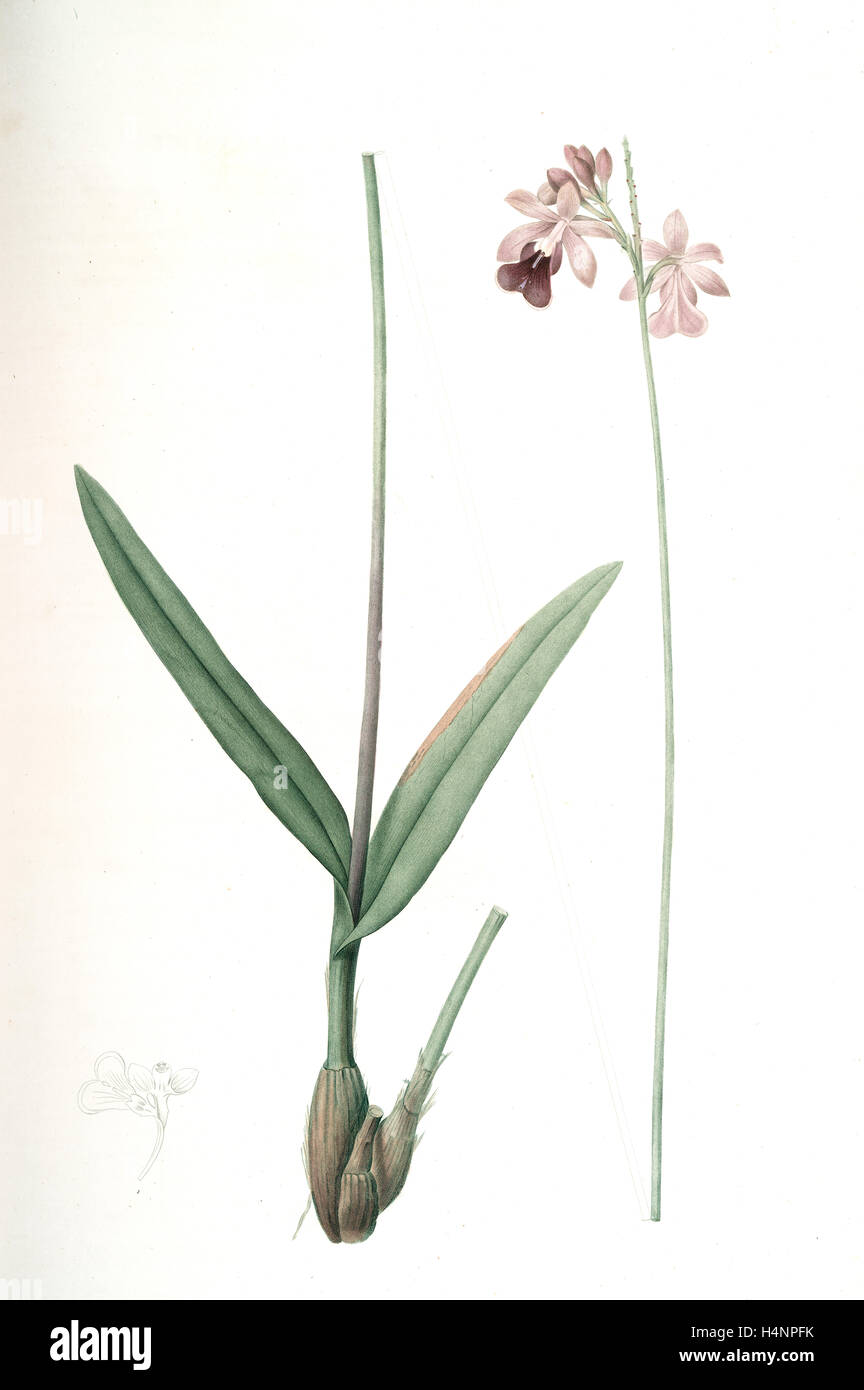 Epidendrum bifidum, Epidendre á deux lobes, Thicket butterfly orchid, Redouté, Pierre Joseph, 1759-1840, les liliacees Stock Photo