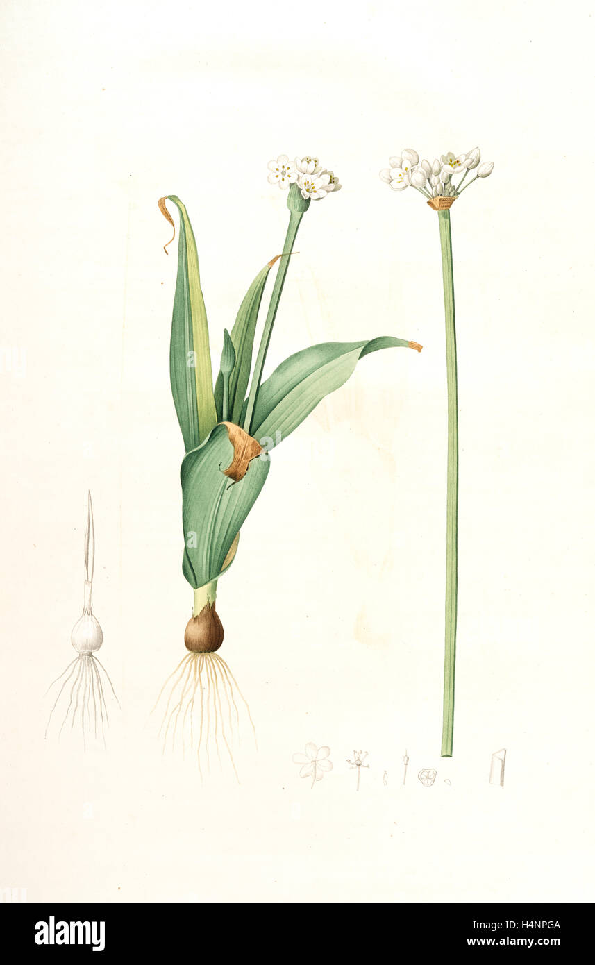 Allium sulcatum, Allium neapolitanum; Ail cannelé, Naples onion, Redouté, Pierre Joseph, 1759-1840, les liliacees, 1802 - 1816 Stock Photo