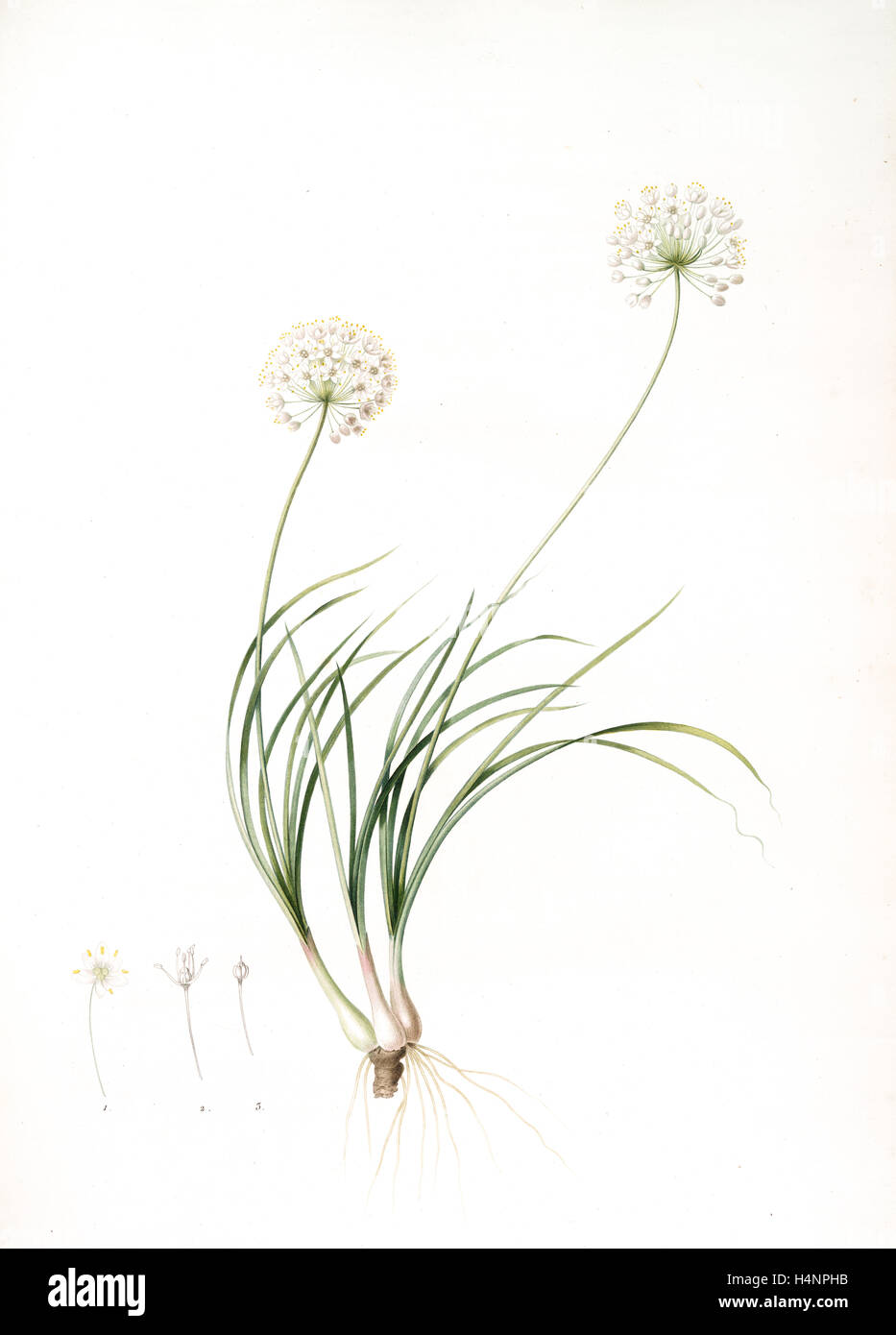 Allium denudatum, Ail dénudé, Redouté, Pierre Joseph, 1759-1840, les liliacees, 1802 - 1816 Stock Photo