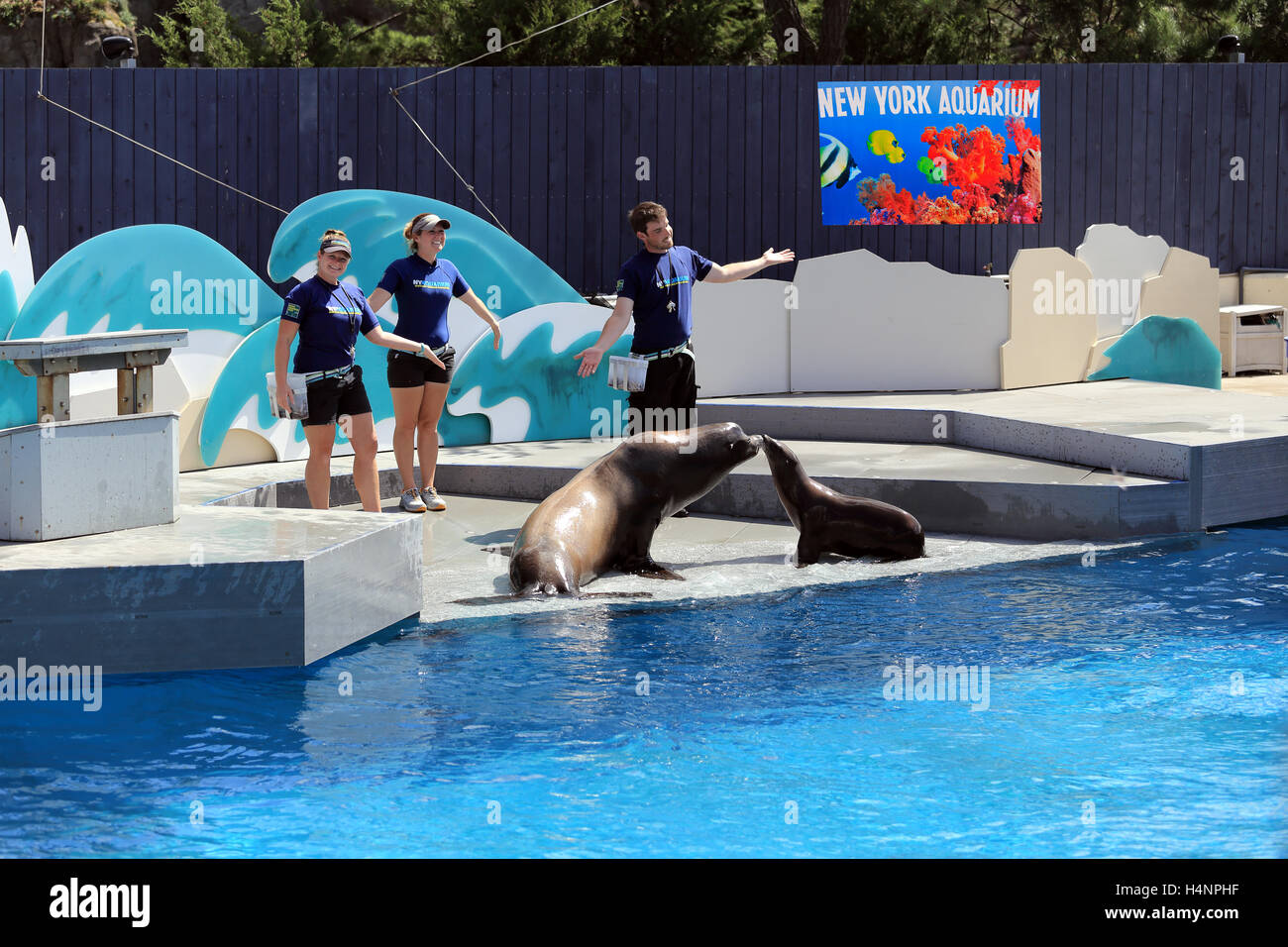 Sea lion show at NY Aquarium Coney Island Brooklyn New York Stock Photo