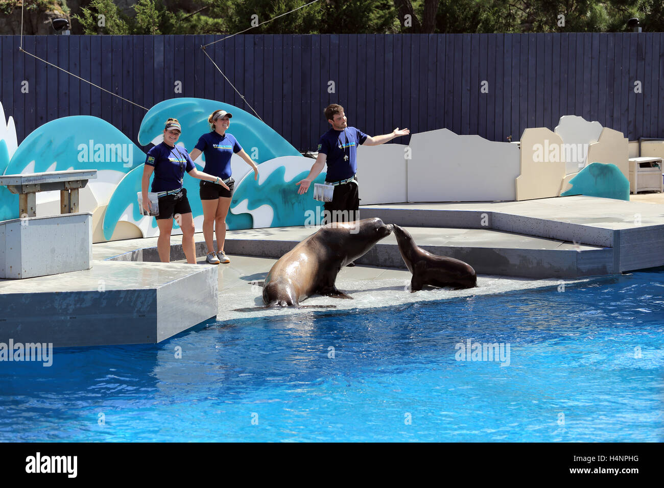 Sea lion show at NY Aquarium Coney Island Brooklyn New York Stock Photo