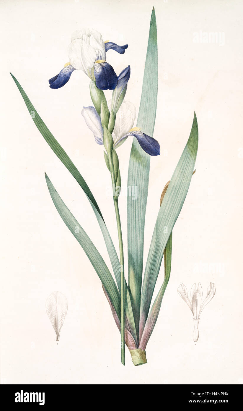 Iris amoena, Iris hybrida; Iris agréable, Bearded Iris, Redouté, Pierre Joseph, 1759-1840, les liliacees, 1802 - 1816 Stock Photo