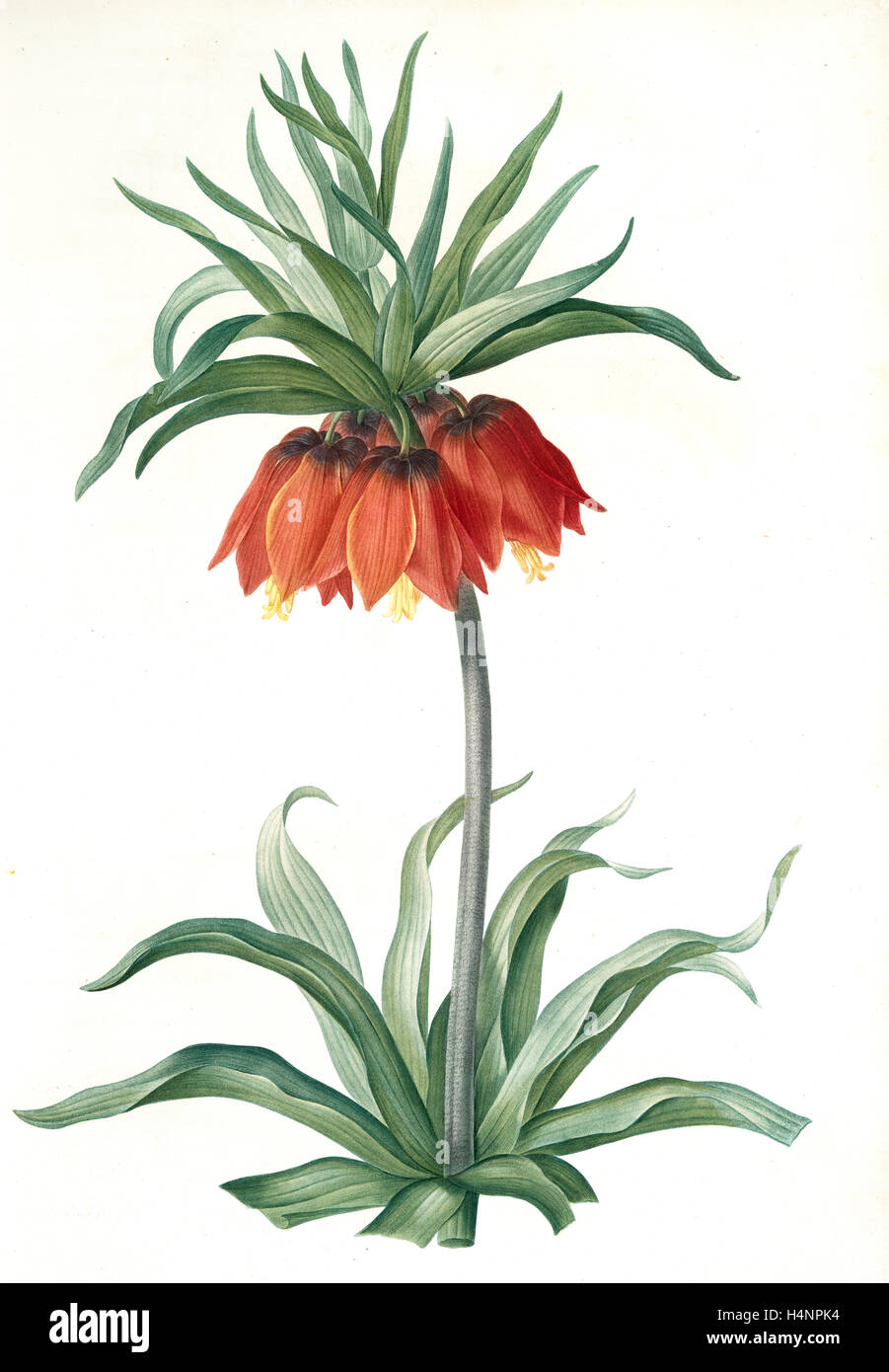 Fritillaria imperialis, Fritillaire impériale; Crown Imperial, Redouté, Pierre Joseph, 1759-1840, les liliacees, 1802 - 1816 Stock Photo