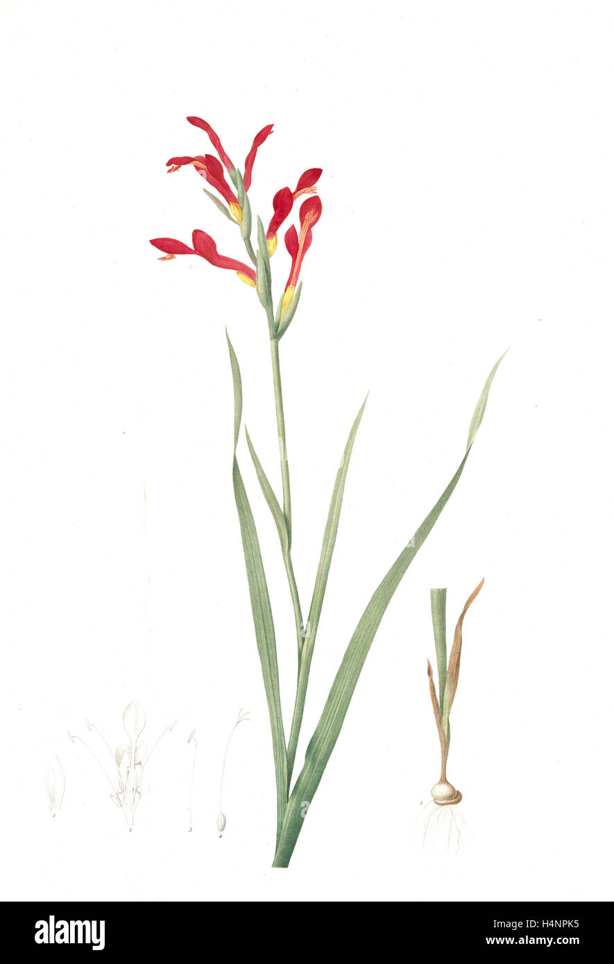Antholyza cunonia, Antholyse papilionacée, Gladiolus; Sword Lily; Corn flag; Scarlet-flowered Antholyza, Redouté, Pierre Joseph Stock Photo