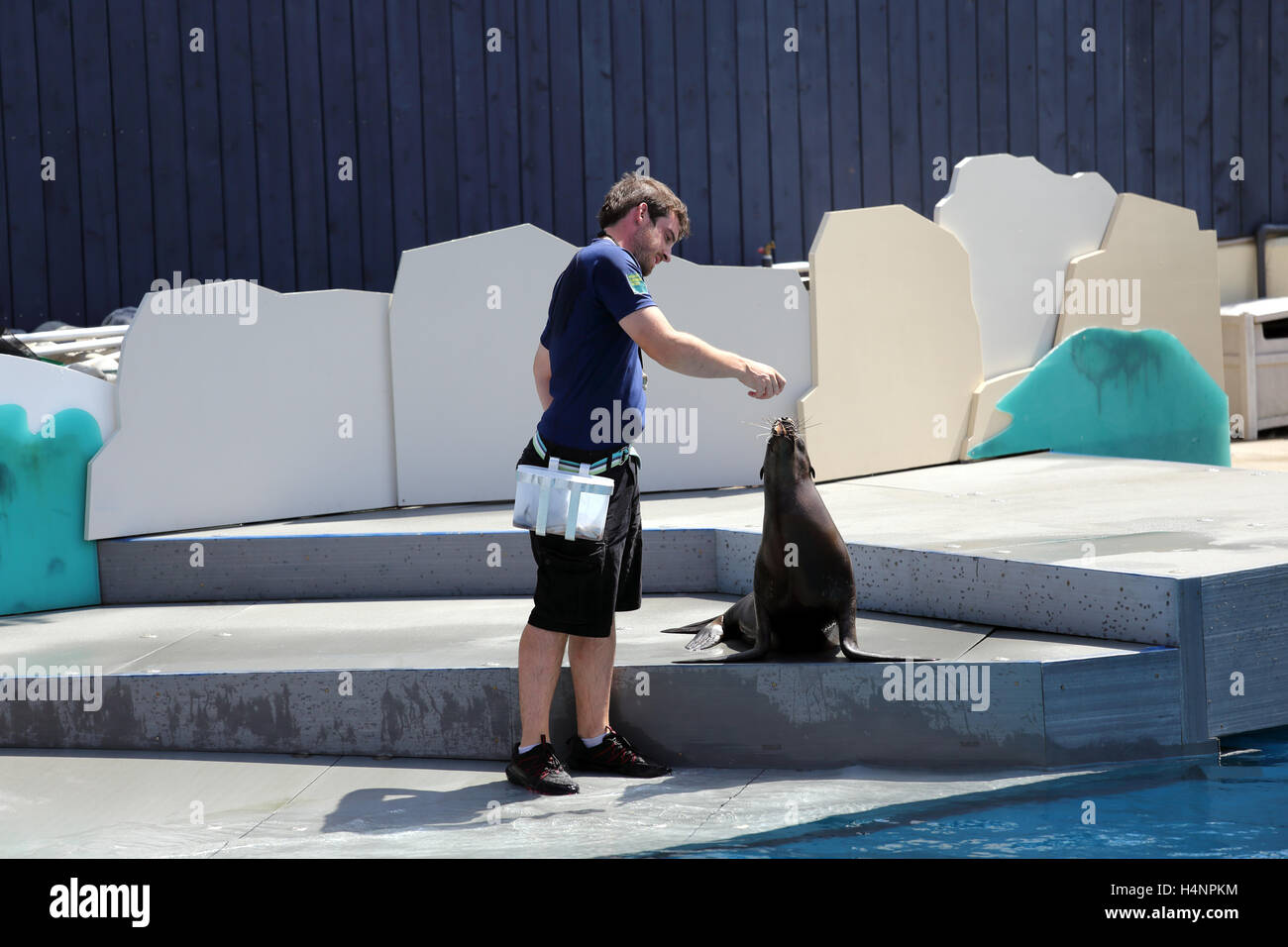 Sea lion show at NY Aquarium Coney Island Brooklyn New York Stock Photo